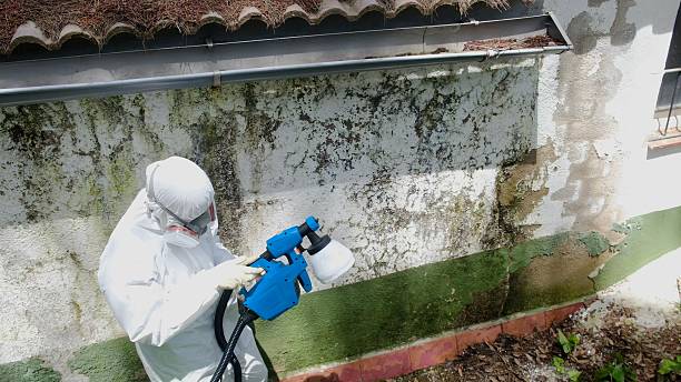 Top rated local Mold Cleanup specialists in Green Cove Springs, FL